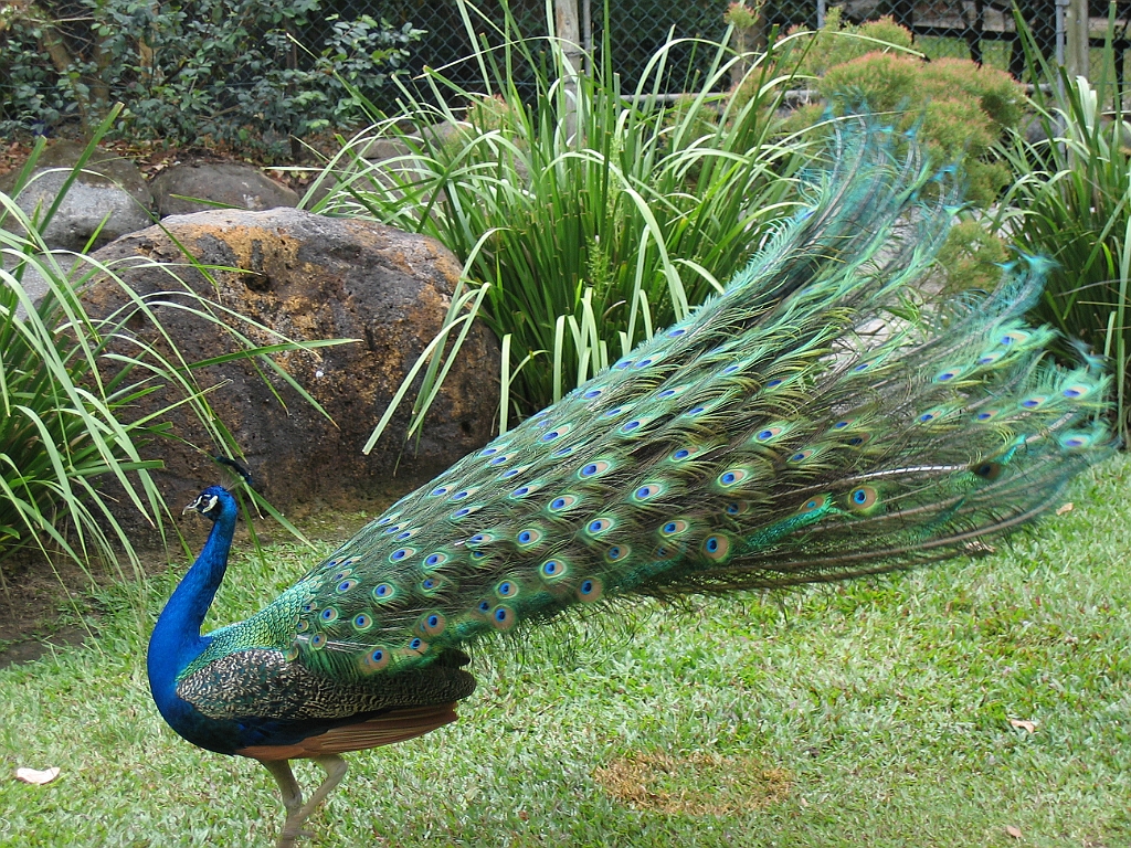 CairnsTC183 Cairns Tropical Zoo.jpg